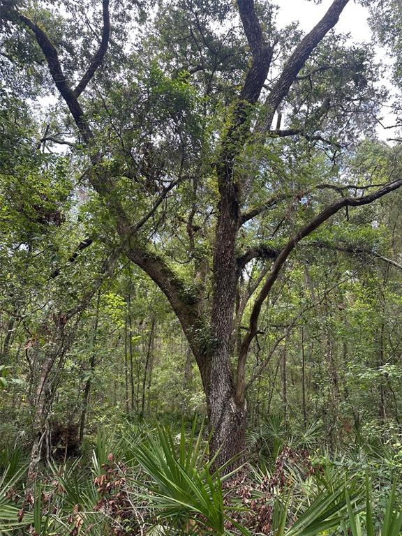 A large, mature oak tree stands in a wooded area with dense palmetto undergrowth — 0 EMERSON ROAD, BROOKSVILLE, FL