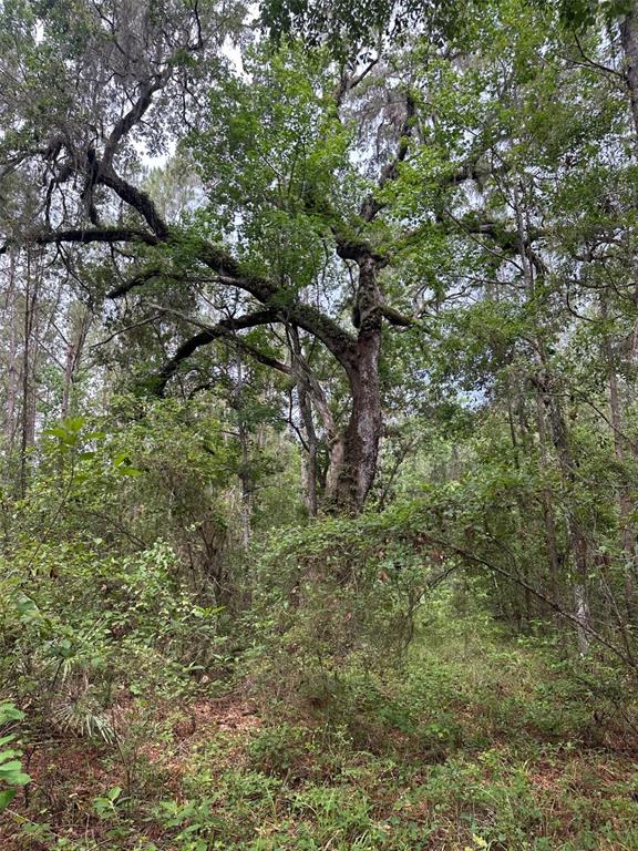 A large, mature oak tree with sprawling branches stands in a dense, wooded forest area — 0 EMERSON ROAD, BROOKSVILLE, FL