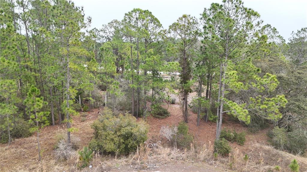 A wooded lot with tall pine trees and low-lying brush under an overcast sky — 1256 WAHNETA DRIVE, KISSIMMEE, FL