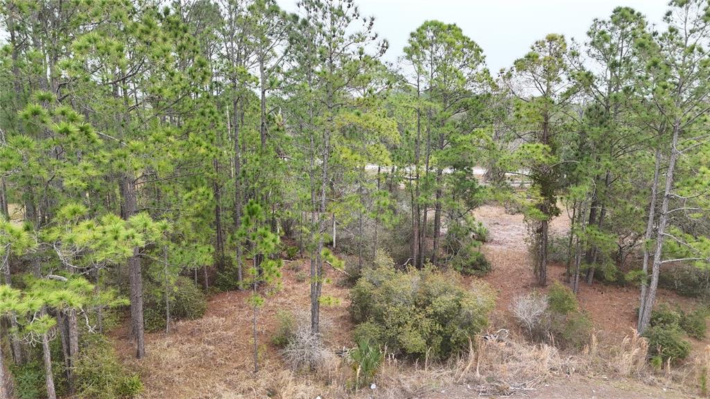 An elevated view of a wooded lot featuring numerous pine trees and patches of brush — 1256 WAHNETA DRIVE, KISSIMMEE, FL