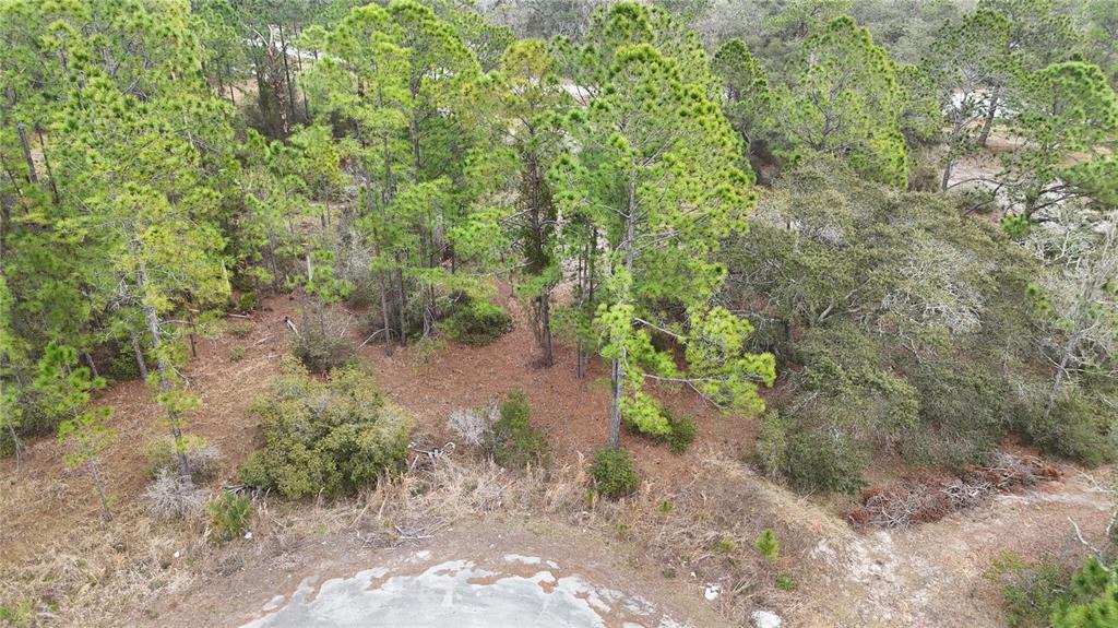 An aerial view of a wooded, undeveloped residential lot with pine trees and sandy ground — 1256 WAHNETA DRIVE, KISSIMMEE, FL