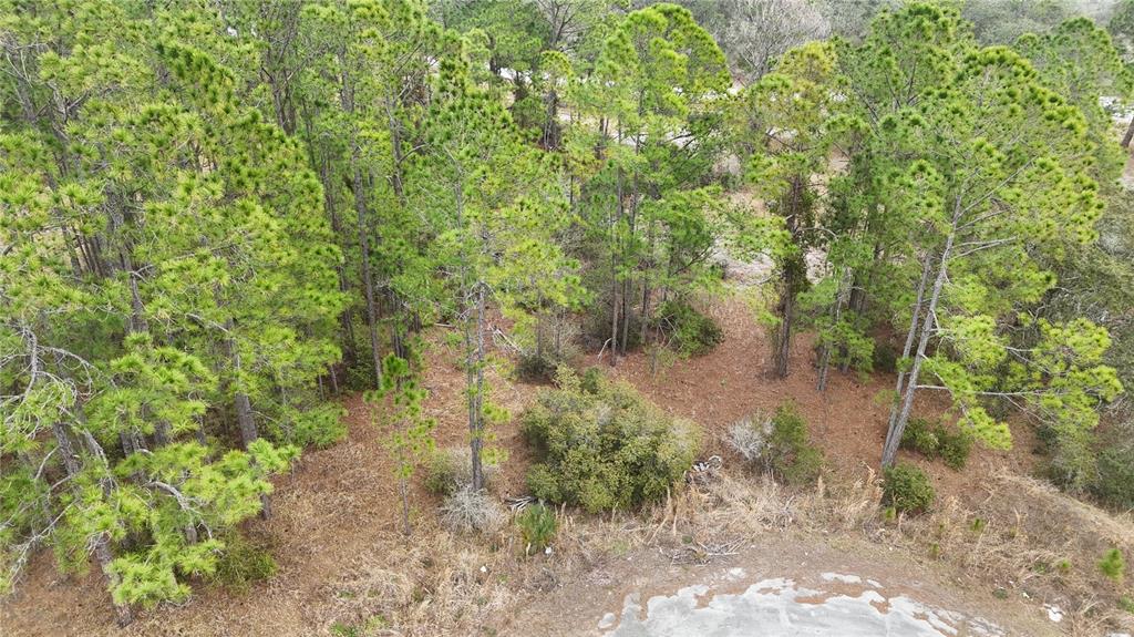 An aerial view shows a wooded lot with pine trees and dry ground near a road — 1256 WAHNETA DRIVE, KISSIMMEE, FL