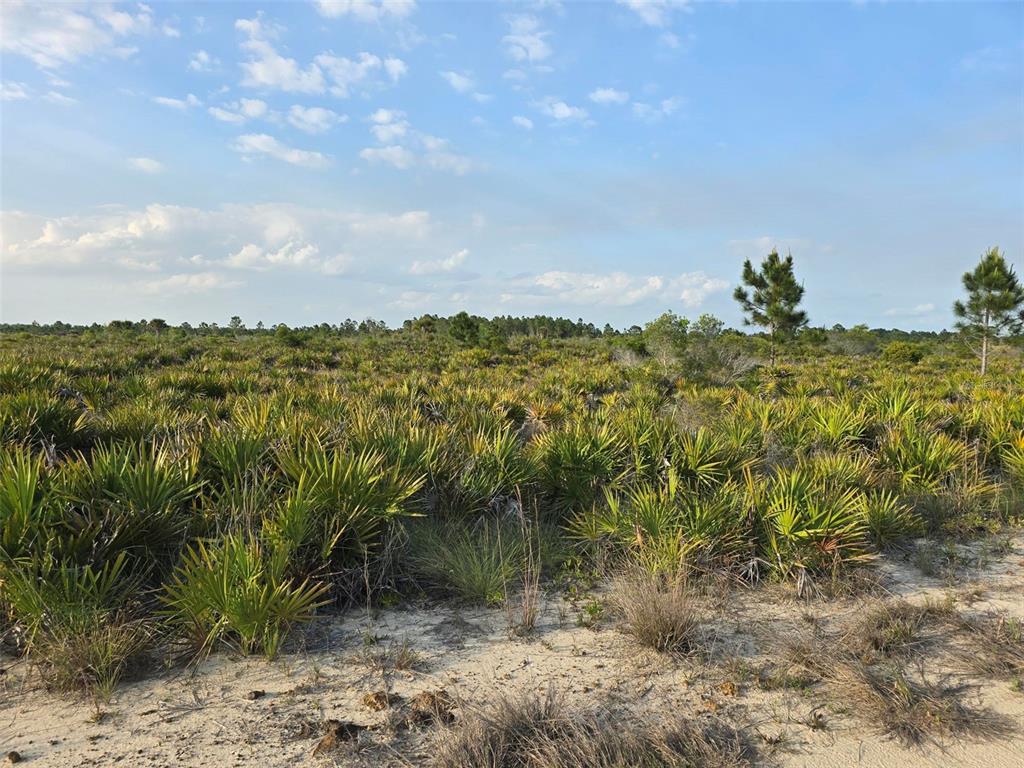 A wide, sunny field of saw palmetto plants under a blue sky with scattered clouds — 49173 BERMONT ROAD, PUNTA GORDA, FL