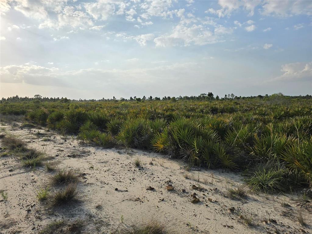 A sandy path leads through a field of low-lying palmetto bushes under a cloudy sky — 49173 BERMONT ROAD, PUNTA GORDA, FL