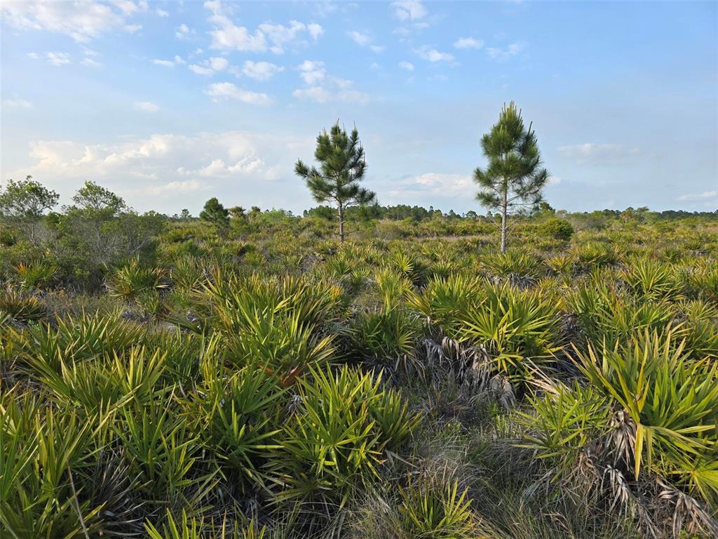 A landscape view of a field filled with saw palmetto plants and two pine trees — 49173 BERMONT ROAD, PUNTA GORDA, FL
