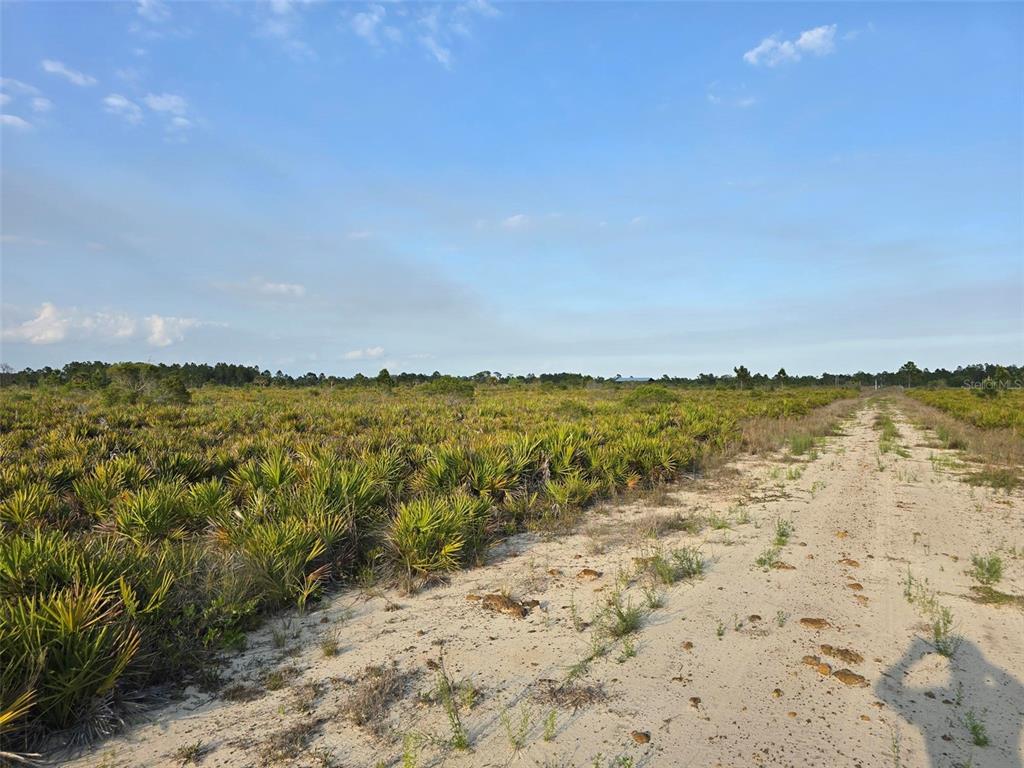 A sandy dirt path runs alongside a field of low-lying palmetto bushes under a blue sky — 49173 BERMONT ROAD, PUNTA GORDA, FL