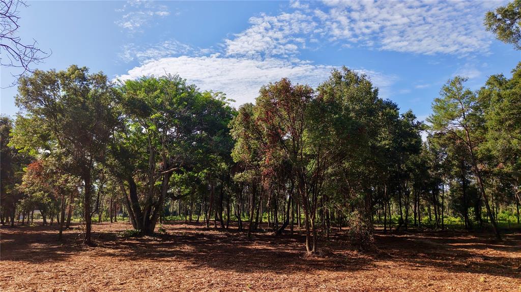A clearing with scattered trees under a blue sky with light clouds — 450A OLD GENEVA ROAD, GENEVA, FL