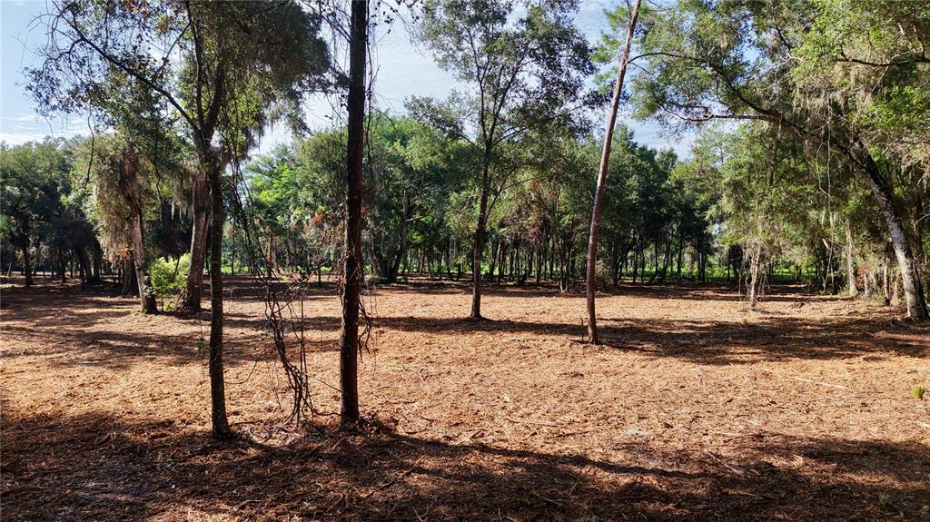A cleared, wooded lot features scattered trees and a ground covered in pine needles — 450A OLD GENEVA ROAD, GENEVA, FL