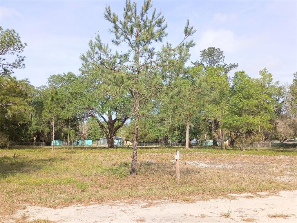 A vacant, grassy lot features a tall pine tree and a wooden survey marker post — NE 141ST CT, FORT MC COY, FL