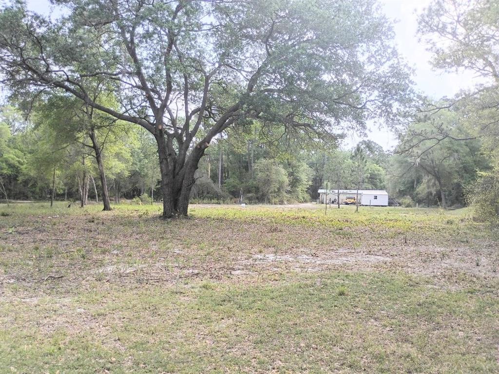 A large tree stands in the foreground of a grassy, wooded lot with a small building — NE 141ST CT, FORT MC COY, FL