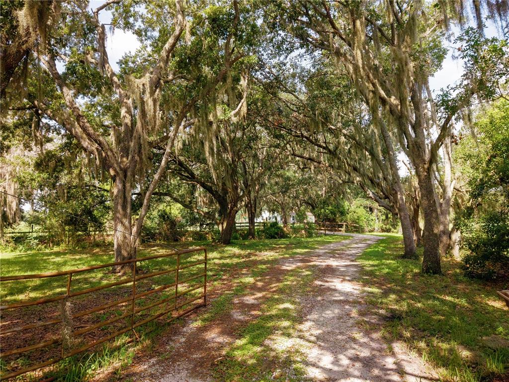 A dirt driveway leads through a grove of moss-draped oak trees toward a gated entrance — 3430 WESTSHORE DRIVE, ST CLOUD, FL