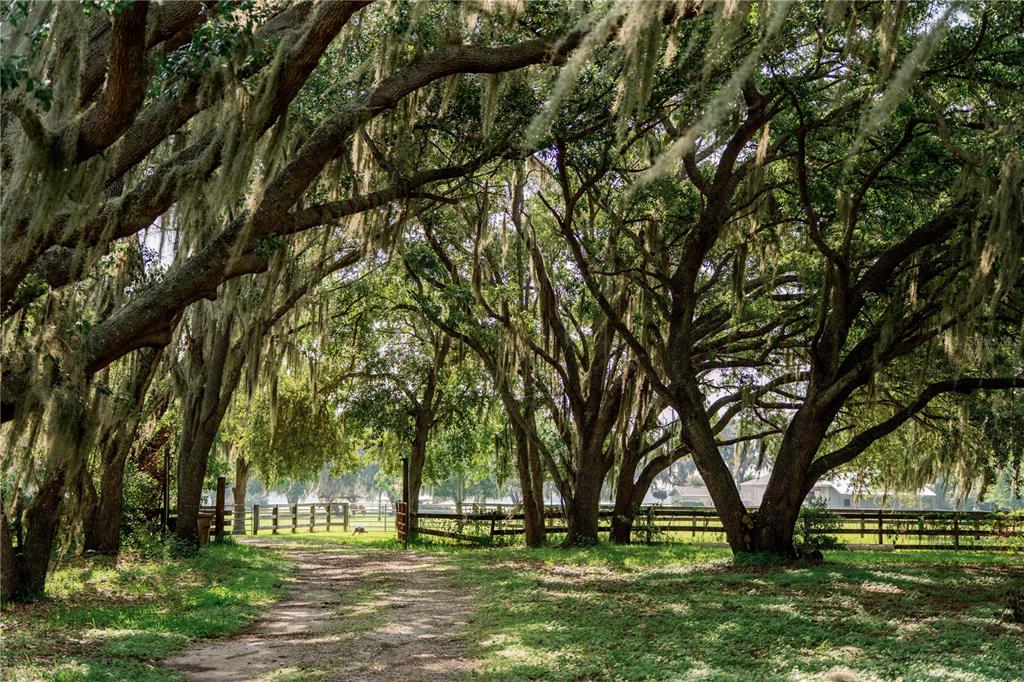 A dirt path leads through a grove of moss-draped oak trees toward a wooden fence — 3430 WESTSHORE DRIVE, ST CLOUD, FL