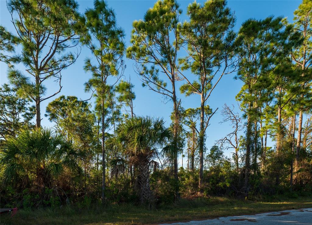 A wooded lot with tall pine trees and palmettos borders a paved road — 8281 DIMSTEAD ST., PORT CHARLOTTE, FL