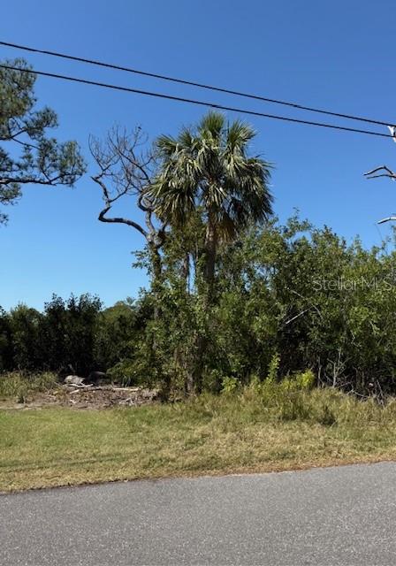 A palm tree and other vegetation stand on a grassy lot next to a paved road — SEA BREEZE DRIVE, TARPON SPRINGS, FL