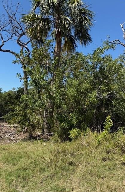 A tall palm tree stands in a wooded area with dense green foliage and grass — SEA BREEZE DRIVE, TARPON SPRINGS, FL
