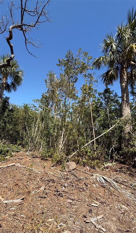 A wooded area with palm trees and a cleared foreground covered in pine needles — SEA BREEZE DRIVE, TARPON SPRINGS, FL