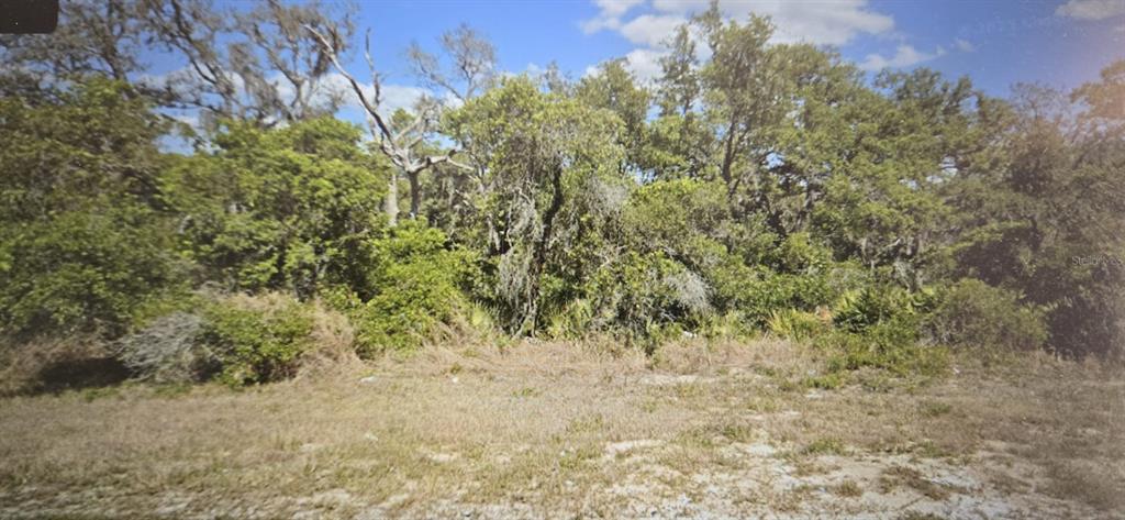 A view of a vacant, wooded lot with sandy ground and dense trees in the background — 6110 COUNTY ROAD 17 S, SEBRING, FL
