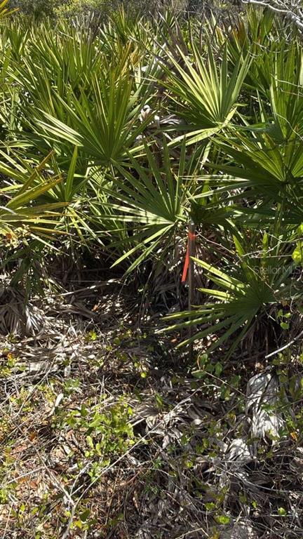 A survey marker with an orange flag stands among dense saw palmetto plants — 6110 COUNTY ROAD 17 S, SEBRING, FL