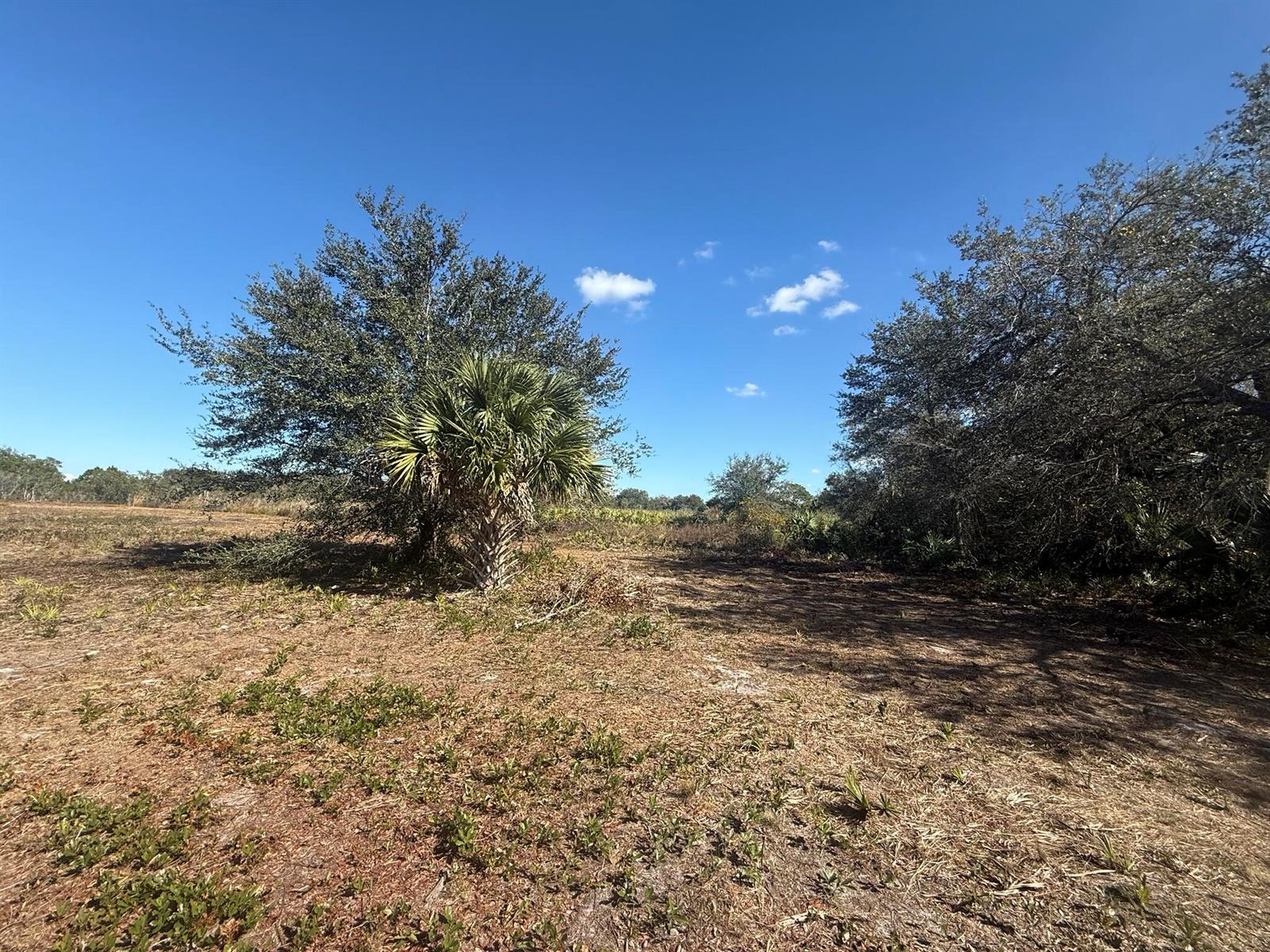 A vacant, grassy lot features a prominent palm tree and surrounding trees under a blue sky — 17065 NW 306th Street, Okeechobee FL 34972, OKEECHOBEE, FL