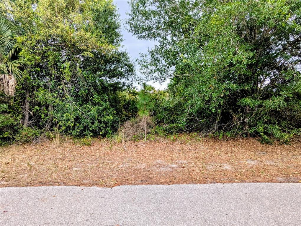 A paved road borders a vacant, wooded lot filled with dense trees and brush — CALLAGHAN LANE, NORTH PORT, FL