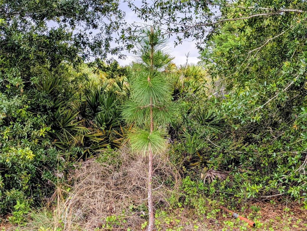 A young pine tree stands in a wooded area with dense green foliage and palmettos — CALLAGHAN LANE, NORTH PORT, FL