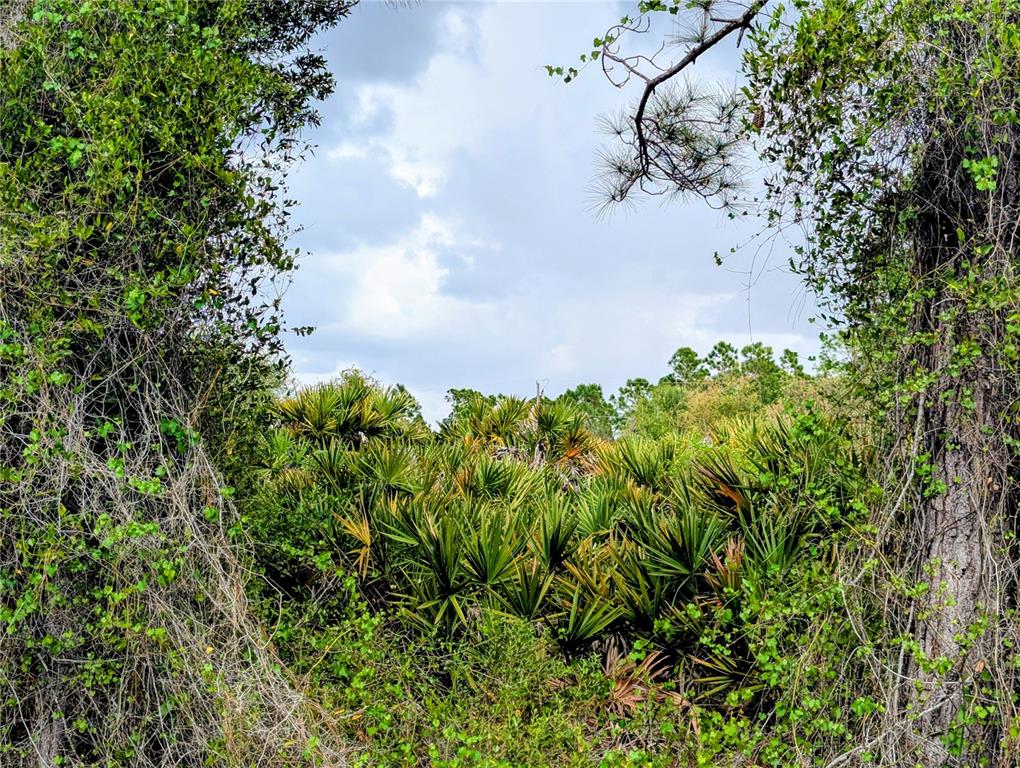A view of a dense, wooded area featuring palmetto plants framed by trees and vines — CALLAGHAN LANE, NORTH PORT, FL