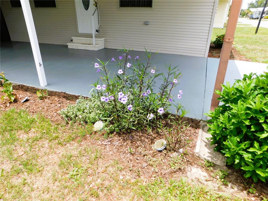 A purple-flowered plant grows in a mulch bed next to a house with a carport — 5315 ANTIGUA DRIVE, ZEPHYRHILLS, FL