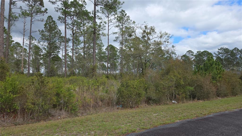A vacant, wooded lot with dense brush and tall pine trees borders a paved road — Lot 9 NW NATALIE WAY, LAKE CITY, FL