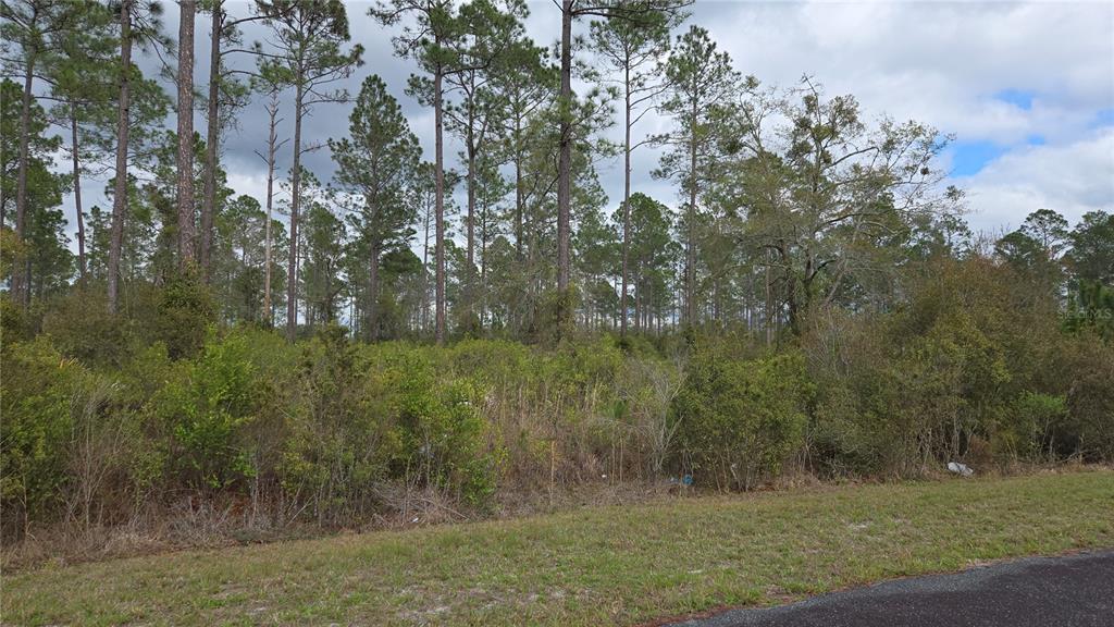 A vacant, wooded lot with dense brush and tall pine trees borders a paved road — Lot 9 NW NATALIE WAY, LAKE CITY, FL