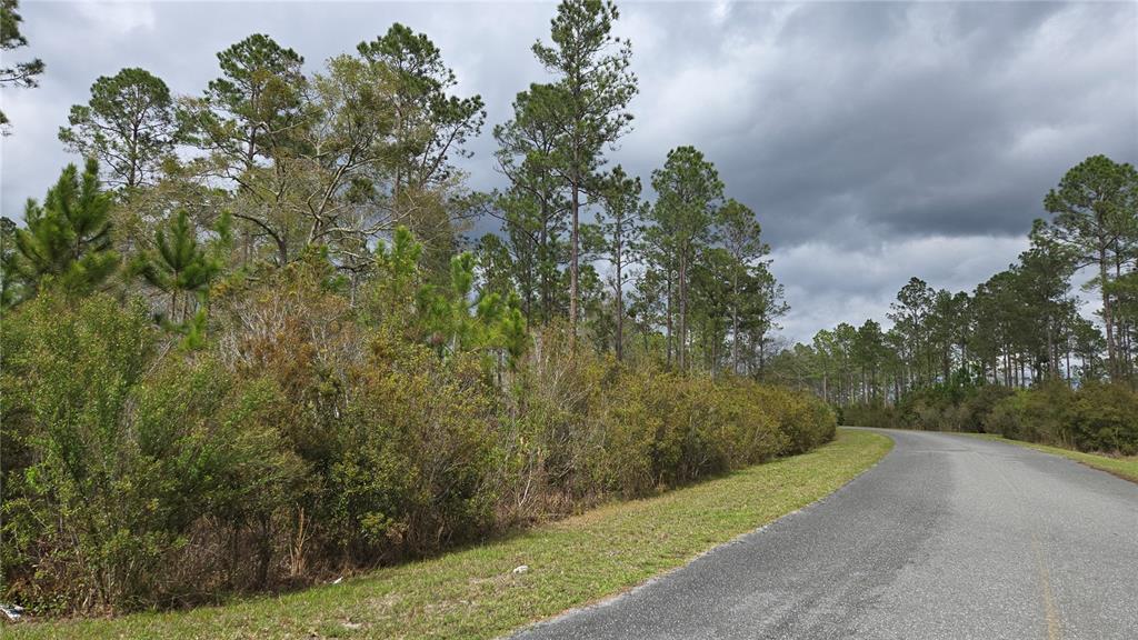 A paved road curves past a dense forest of pine trees and low-lying shrubs — Lot 9 NW NATALIE WAY, LAKE CITY, FL
