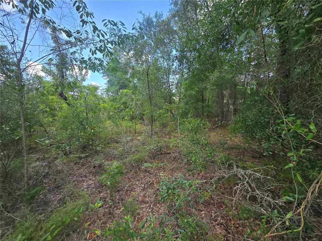 A wooded lot with dense trees, shrubs, and ground cover under a blue sky — 8365 N IBSEN DRIVE, CITRUS SPRINGS, FL