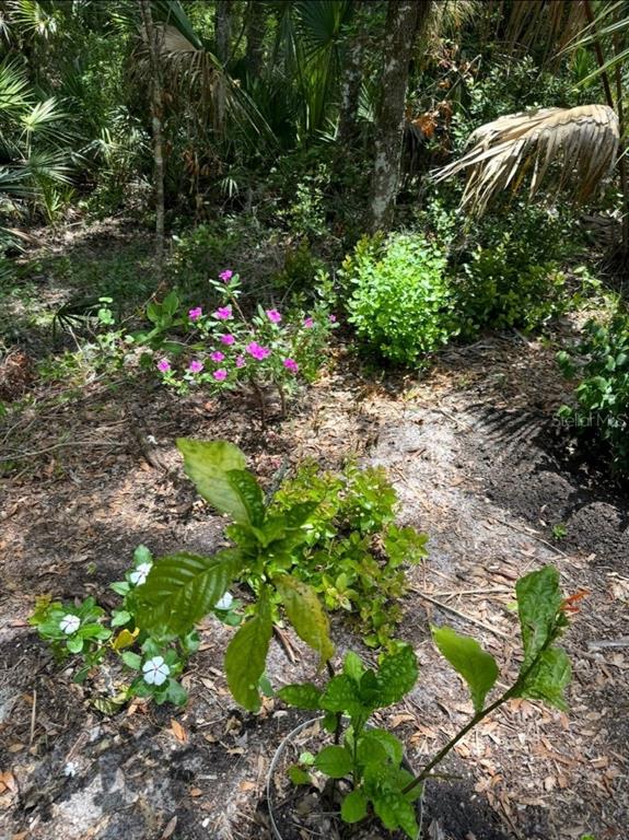 A garden area features small flowering plants and shrubs in a wooded, sandy landscape — 901 SHOALS LANDING DRIVE, BRANDON, FL