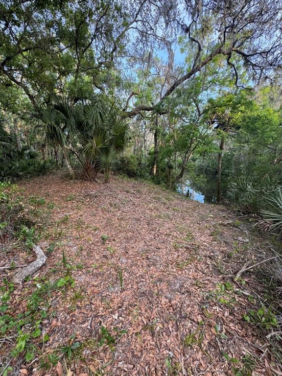 A wooded area with a palm tree and a small stream in the background — 901 SHOALS LANDING DRIVE, BRANDON, FL