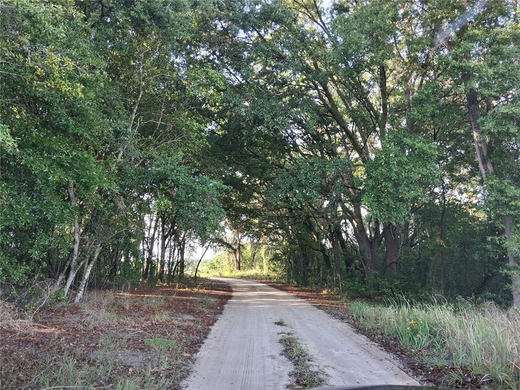 A dirt road winds through a dense canopy of mature trees in a wooded area — 16451 FORREST LANE, GROVELAND, FL