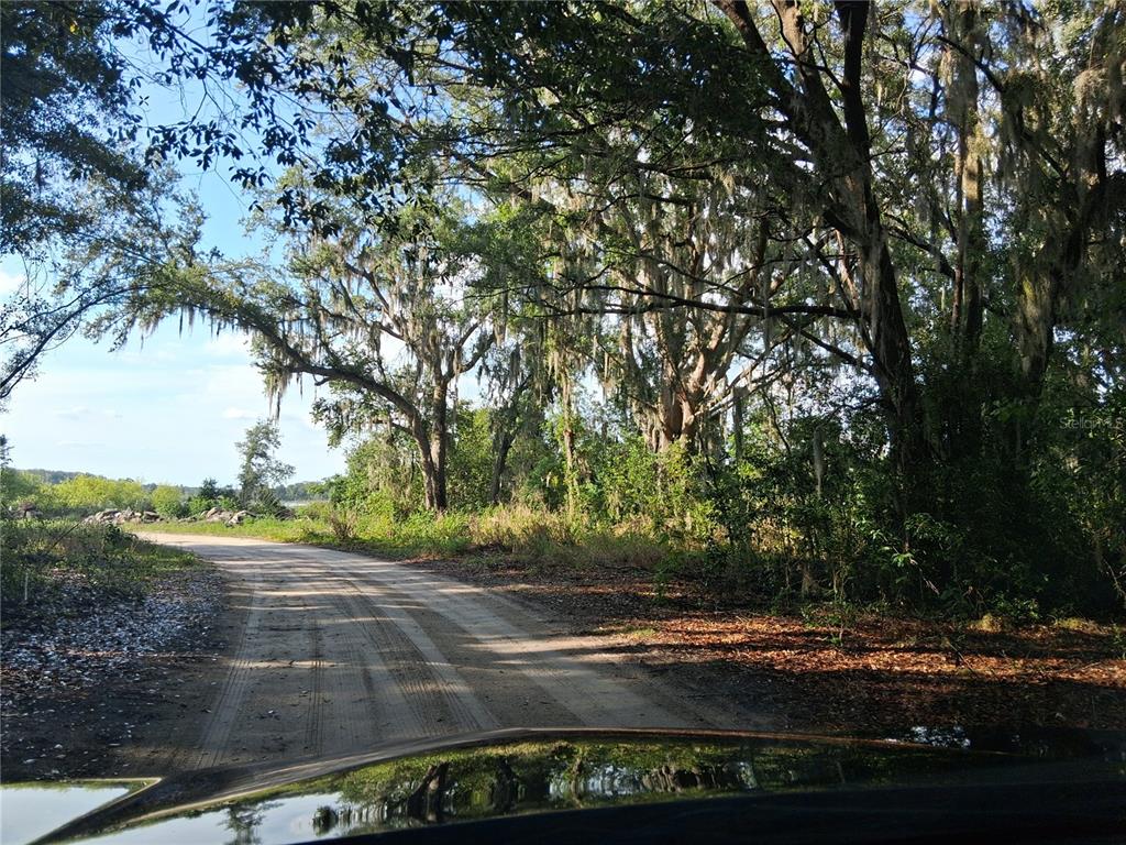 A dirt road curves through a wooded area with Spanish moss hanging from the trees — 16451 FORREST LANE, GROVELAND, FL