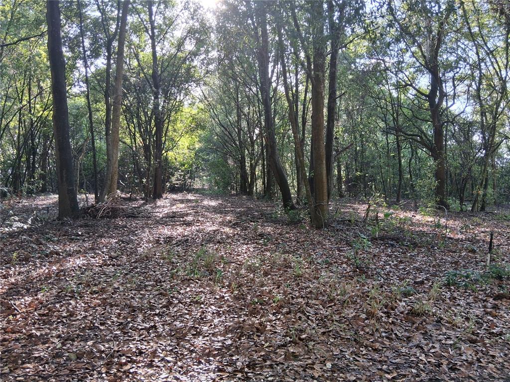 A wooded lot covered in fallen leaves with numerous tall trees under a bright sky — 16451 FORREST LANE, GROVELAND, FL