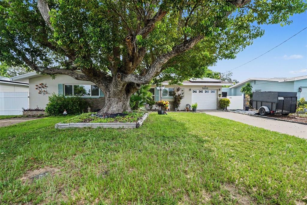 A single-story house with a large tree in the front yard and a driveway — 5603 LOWN STREET N, ST PETERSBURG, FL
