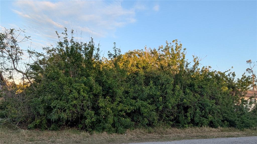 A dense, overgrown thicket of green trees and shrubs sits beside a paved road — 4026 MCINTIRE STREET, PORT CHARLOTTE, FL