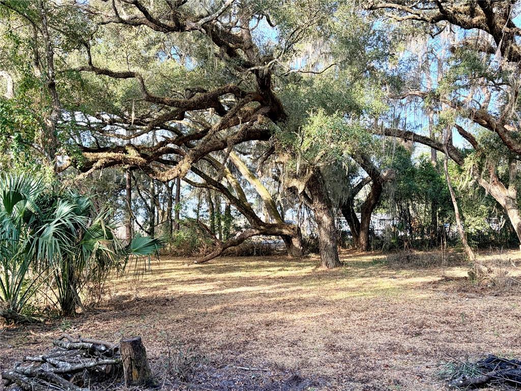 A large, moss-draped oak tree stands in a grassy, partially shaded yard — 5666 S FLORIDA AVENUE, FLORAL CITY, FL