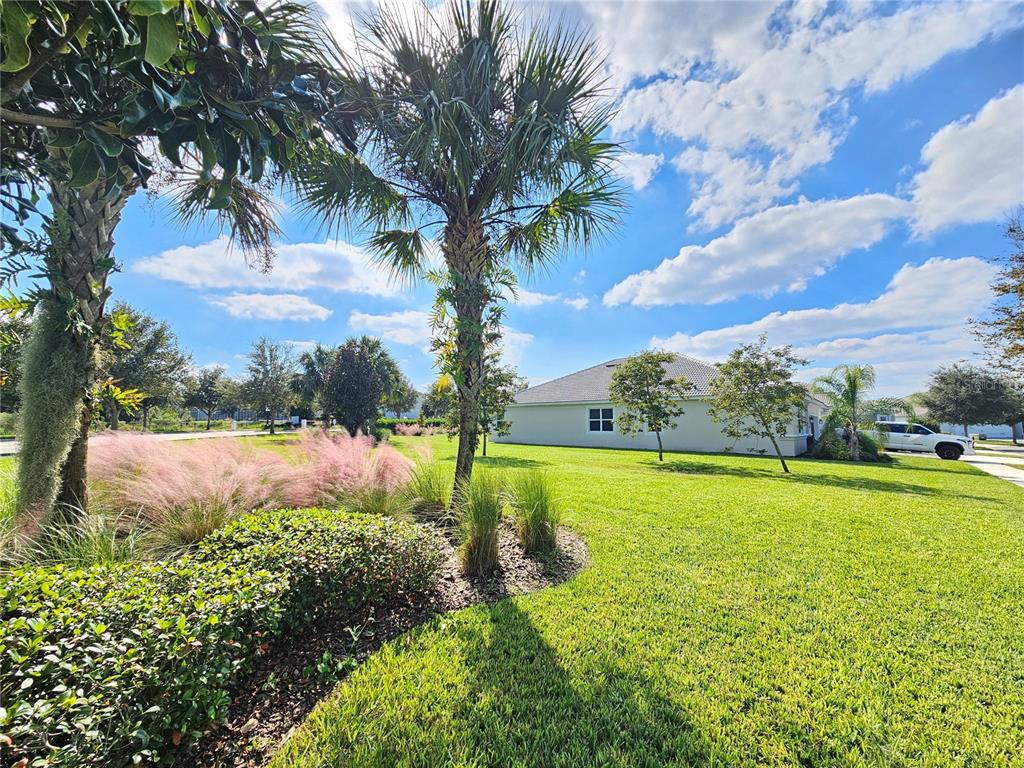 A view of a grassy yard with palm trees, landscaping, and a house exterior — 1351 OLYMPIC CLUB BOULEVARD, CHAMPIONS GATE, FL