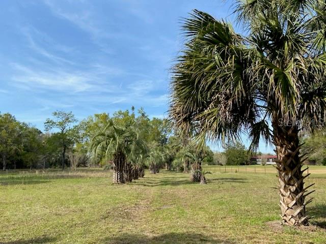 A row of palm trees stands in a grassy field under a blue sky — 23206 NW 102 ND AVENUE, ALACHUA, FL