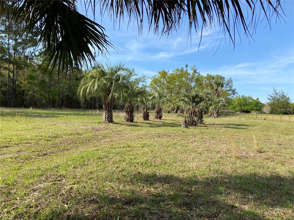 A grassy field features several palm trees under a clear blue sky — 23206 NW 102 ND AVENUE, ALACHUA, FL