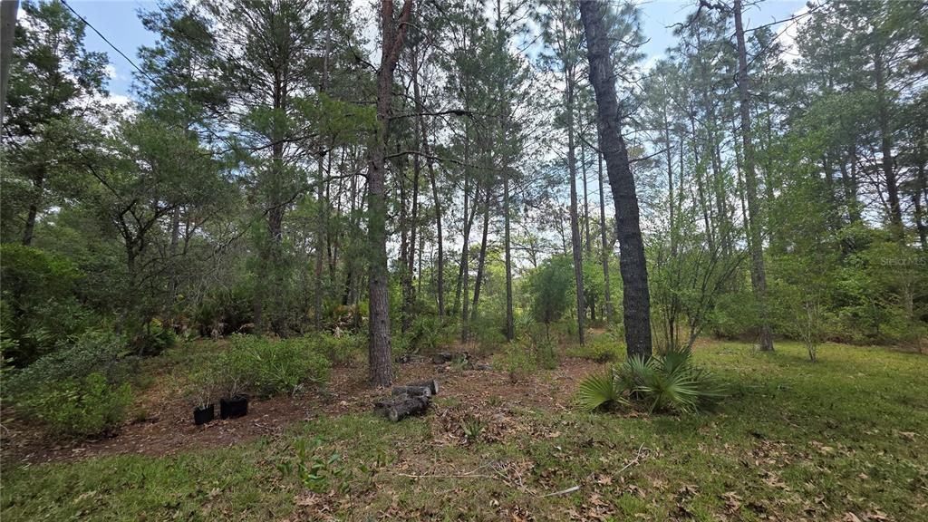 A wooded lot with tall pine trees, scattered brush, and a small patch of grass — 5719 W STOCKHOLM LANE, DUNNELLON, FL