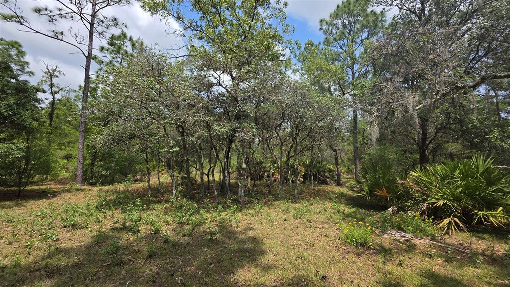 A wooded lot features scattered trees, palmetto bushes, and patches of grass under a blue sky — 5719 W STOCKHOLM LANE, DUNNELLON, FL