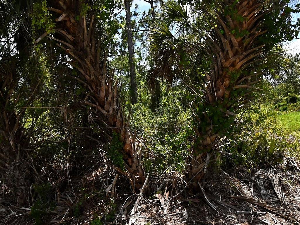 Two palm trees with textured trunks stand in a wooded area with dense green foliage — ABDELLA LANE, NORTH PORT, FL