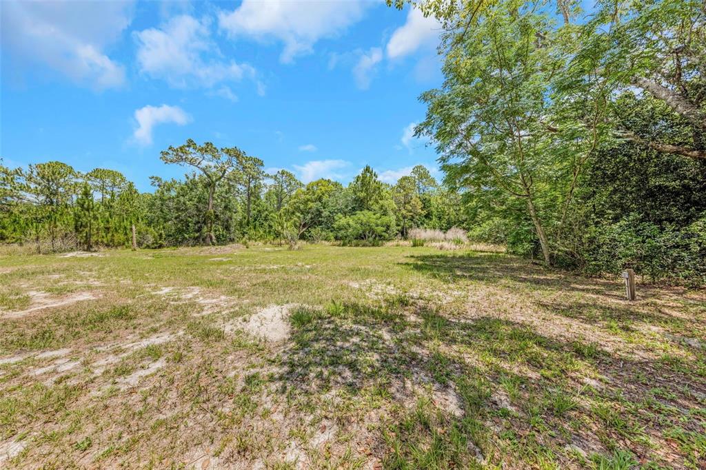 A grassy, partially cleared lot is surrounded by dense trees under a blue sky — 9224 ELZA STREET, NEW PORT RICHEY, FL