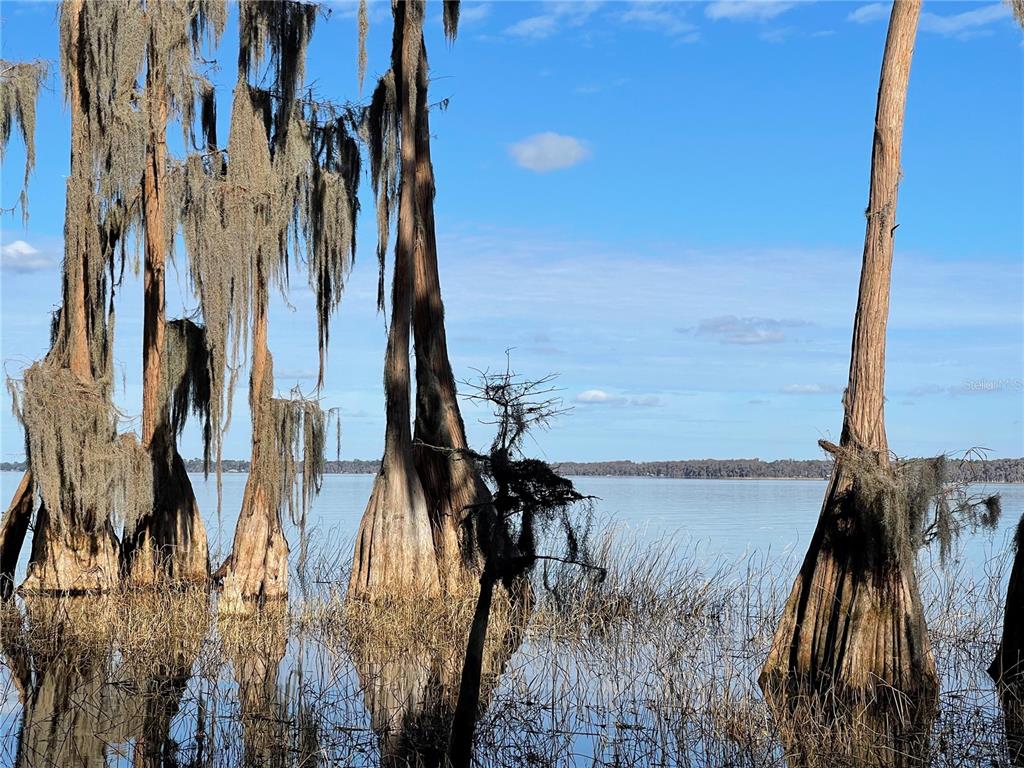 Cypress trees with Spanish moss stand in shallow water along a lake shoreline — 24510 NE STATE RD 26, MELROSE, FL