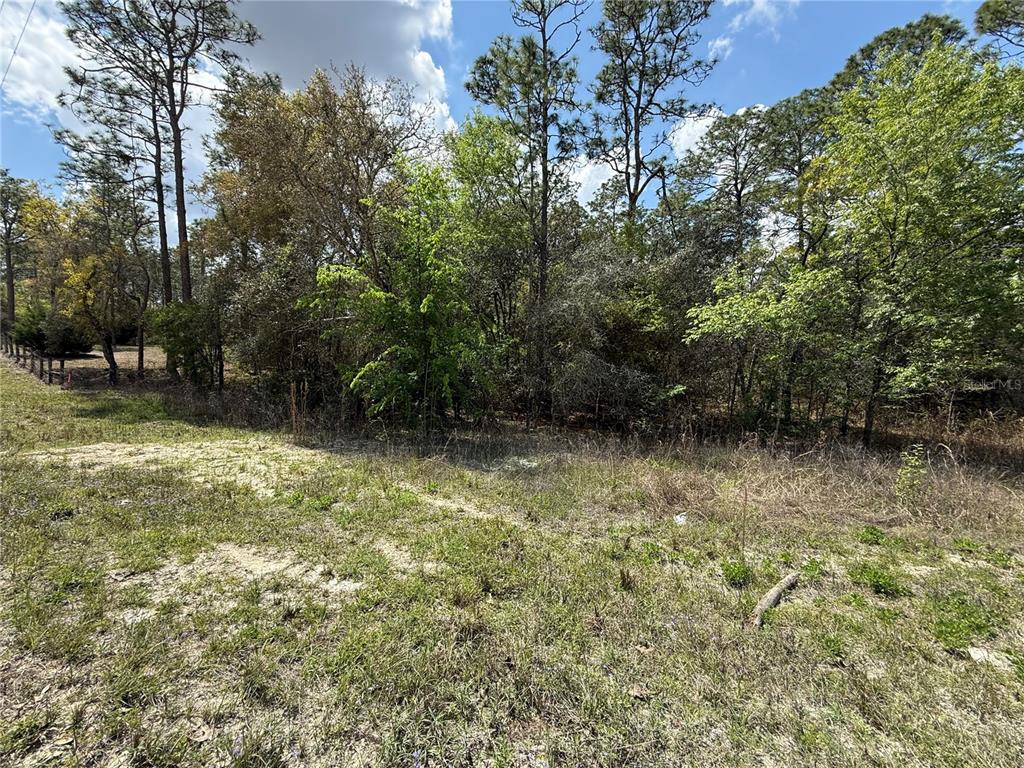A grassy, partially cleared lot features a dense line of trees in the background — TBD SE 150TH AVENUE, MORRISTON, FL