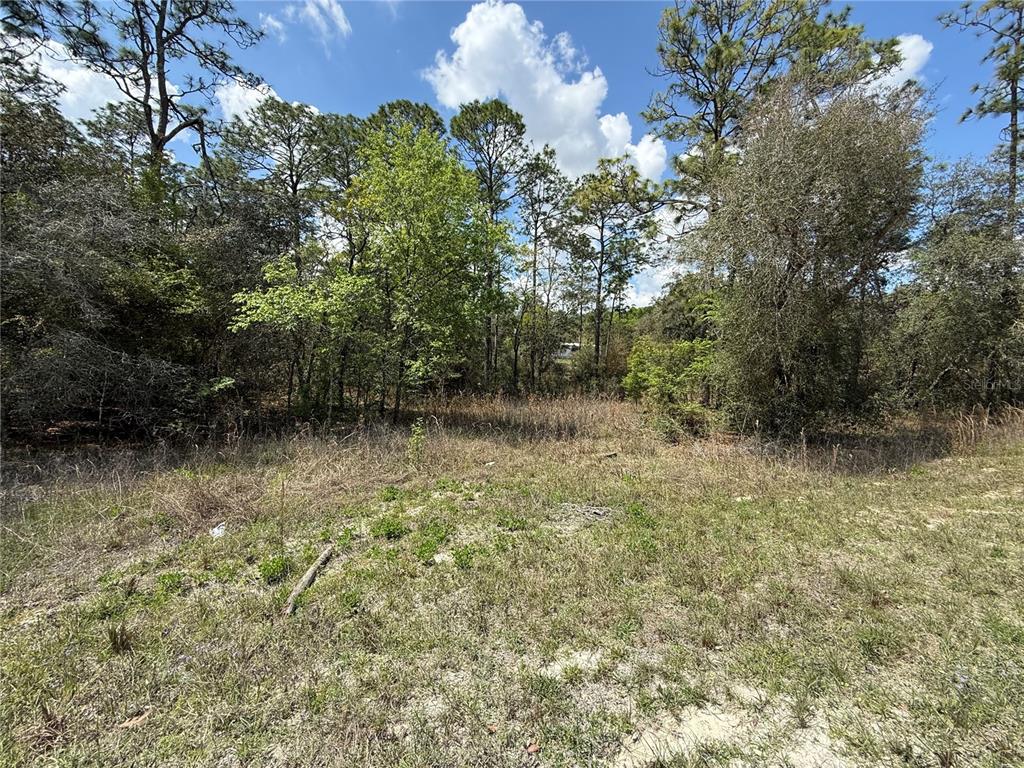 A grassy, undeveloped lot features a dense line of trees under a blue sky — TBD SE 150TH AVENUE, MORRISTON, FL