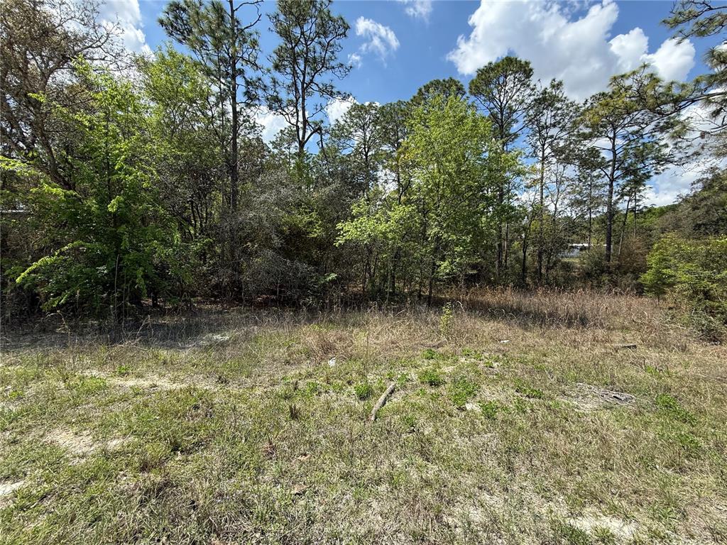 A grassy, undeveloped lot features a dense line of trees under a blue sky — TBD SE 150TH AVENUE, MORRISTON, FL
